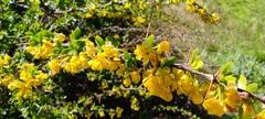 Berberis hispanica