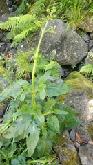 Scrophularia hirta image