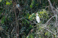 Bubulcus ibis