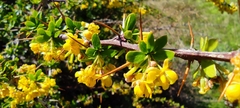 Berberis hispanica