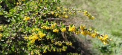 Berberis hispanica