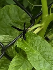 Gnamptopelta obsidianator