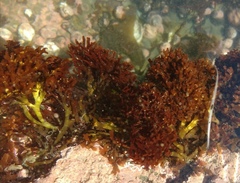 Trematocarpus dichotomus
