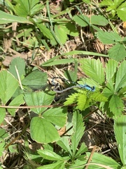 Chromagrion conditum