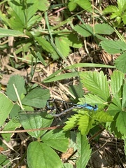 Chromagrion conditum