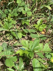 Chromagrion conditum