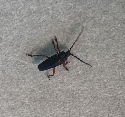 Elateropsis rugosus