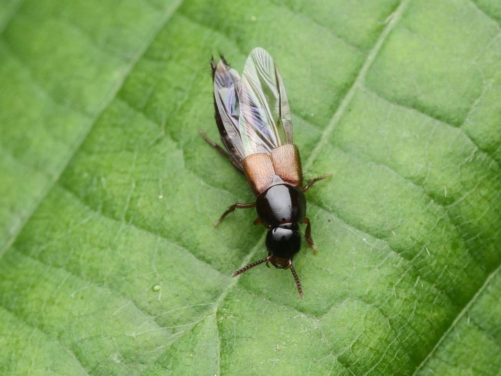 Quedius brevis