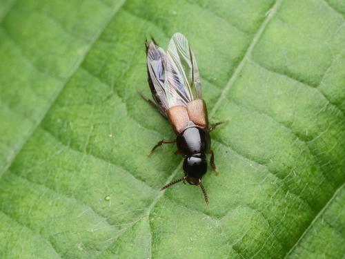 Quedius brevis