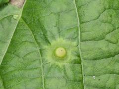 Didymomyia tiliacea