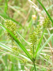 Cyperus hermaphroditus