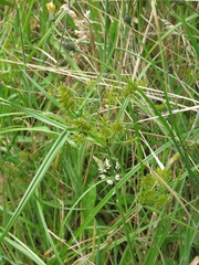 Cyperus hermaphroditus