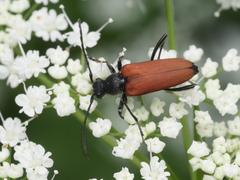 Anastrangalia dubia