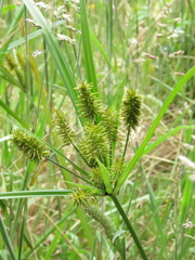 Cyperus hermaphroditus
