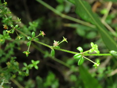 Galium hypocarpium
