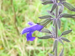 Salvia amethystina