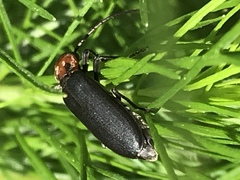 Oxycopis notoxoides