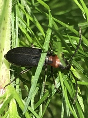 Oxycopis notoxoides