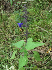 Salvia amethystina