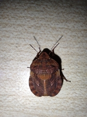 Eurygaster hottentotta