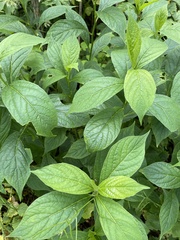 Hybanthus concolor