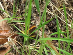 Pedaliodes phaea