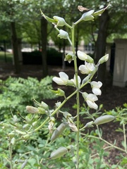 Baptisia alba