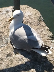 Larus argentatus argentatus
