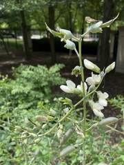 Baptisia alba