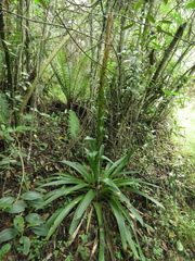 Tillandsia pastensis