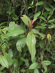 Miconia cataractae