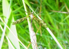 Tipula varipennis