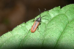 Omalisus fontisbellaquei