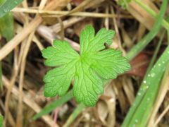 Geranium holosericeum