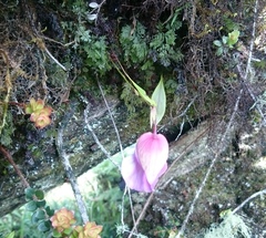 Utricularia unifolia