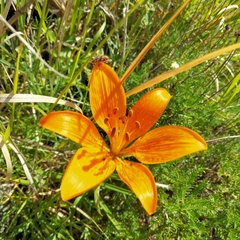 Lilium bulbiferum