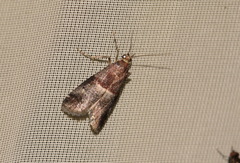 Acrobasis marmorea