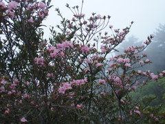 Rhododendron rubropilosum