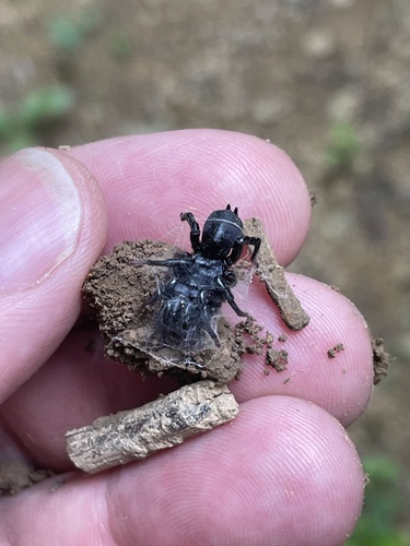 Black Purseweb Spider photo 3