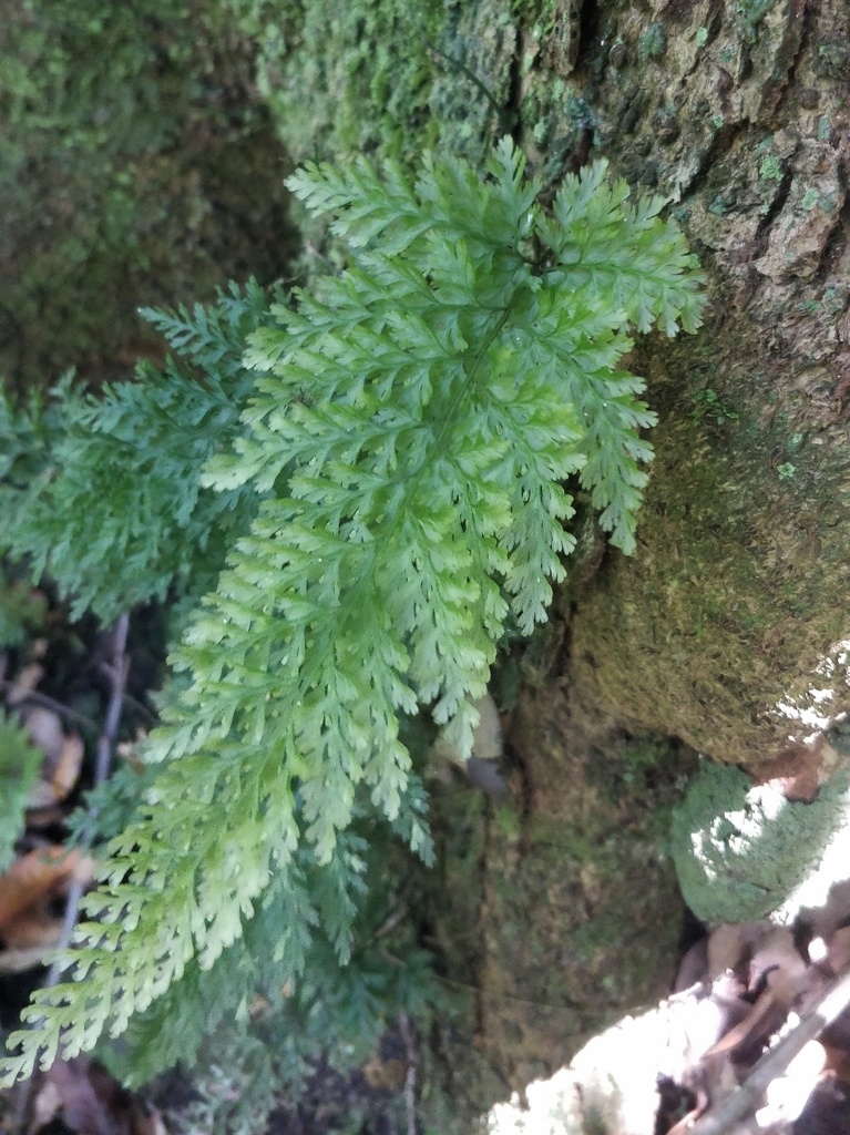 Killarney fern from 9270, Portugal on June 07, 2022 at 01:38 PM by ...