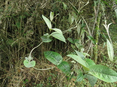 Oligactis sessiliflora