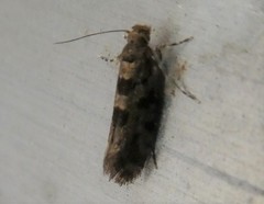 Parochmastis hilderi