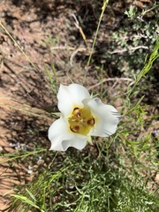 Calochortus nuttallii