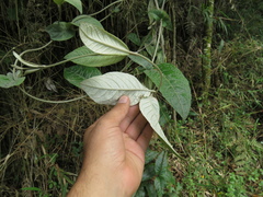 Oligactis sessiliflora