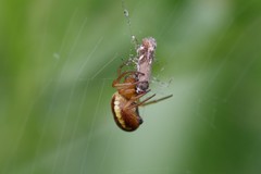 Araneus pratensis