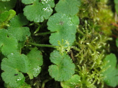 Hydrocotyle bonplandii