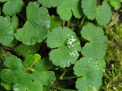 Hydrocotyle bonplandii