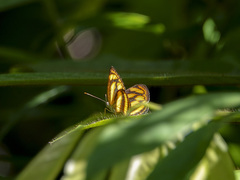 Lasippa tiga siaka
