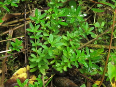 Peperomia microphylla