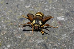 Sesia apiformis
